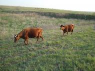 Солончаки з panoramio.com