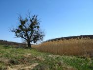 Всесвятське з panoramio.com