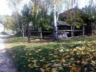 Верба з panoramio.com