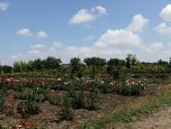 Кірове з panoramio.com