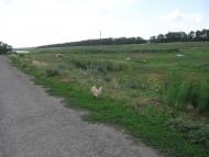 Лукове з panoramio.com