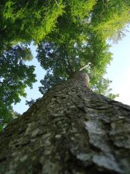 Воля-Добростанська з panoramio.com