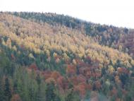 Гута з panoramio.com