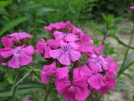 Прикордонна Улашанівка з panoramio.com