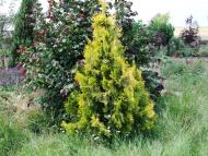 Кірове з panoramio.com