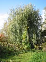 Крутогорб з panoramio.com