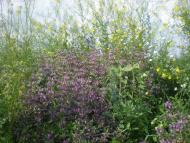 Надеждівка з panoramio.com