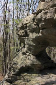 Видра з panoramio.com