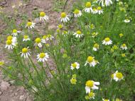 Прикордонна Улашанівка з panoramio.com