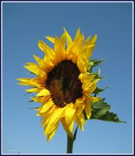 Масківці з panoramio.com