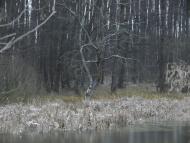 Будище з panoramio.com