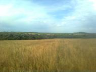 Новогригорівка з panoramio.com