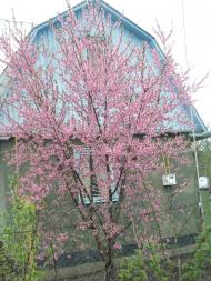 Яблунівка з panoramio.com