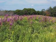 Миус - Последние фото