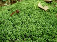 Ліски з panoramio.com