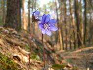 Воля-Добростанська з panoramio.com