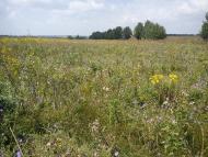 Новомиколаївське з panoramio.com