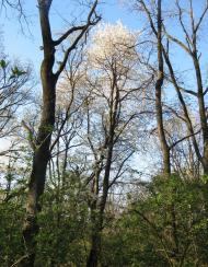 Нова Слобода - Останні фото