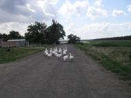 Луково - Последние фото