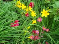 Красноград з panoramio.com