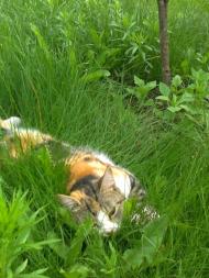 Дядьковичі з panoramio.com