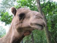 Колоденка з panoramio.com