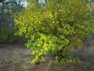 Труд-Гребеник з panoramio.com