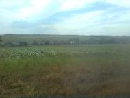 Новогригорівка з panoramio.com