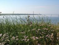 Червоний Чабан - Останні фото