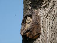 Лапаївка з panoramio.com