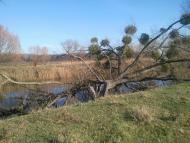 Шкарівка з panoramio.com