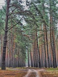 Новоселівка з panoramio.com