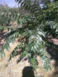 Звонецьке - Останні фото