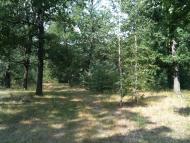 Браженець з panoramio.com