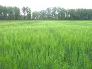 Верхні Ремети з panoramio.com