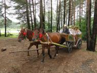 Верещиця з panoramio.com