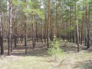Малинове з panoramio.com