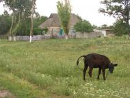 Рози Люксенбург з panoramio.com