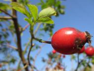 Яхнівка - Останні фото