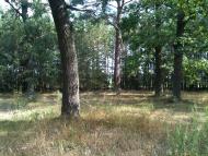 Браженець з panoramio.com