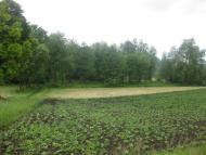 Черепашинці з panoramio.com