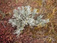 Любомль з panoramio.com