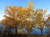 Зелений Гай з panoramio.com