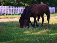Межиріч з panoramio.com