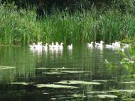 Лютенські Будища з panoramio.com