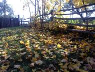 Верба з panoramio.com