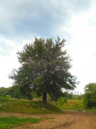 Нараївка з panoramio.com