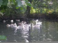 Дубрівка - Останні фото