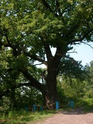 Старе з panoramio.com