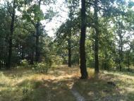 Браженець з panoramio.com